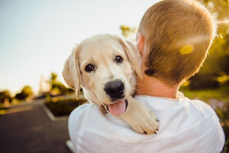 pas, labrador pas, labrador
