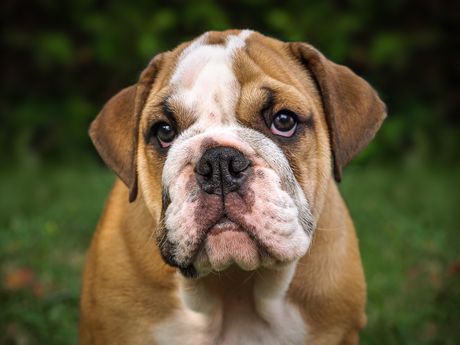 Engleski buldog pas Engleski buldog pas
