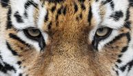 Tigar raskomadao poznatog političara: Zver ga napala sa leđa, otkinula mu ruku, spasioci zatekli jezivu scenu