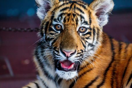 Malajski tigar Malajski tigar