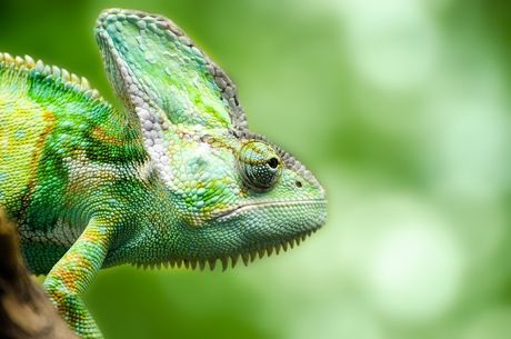 Kameleon kućni ljubimac Kameleon kućni ljubimac
