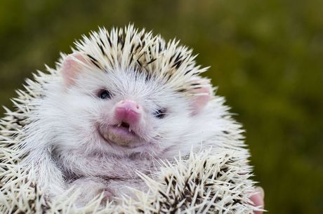 Afrički pigmejski jež Afrički pigmejski jež