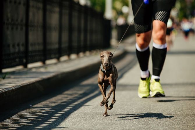 Psi koji vole da trče Psi koji vole da trče