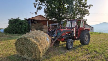 sokolići sokolići