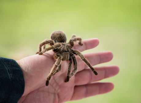 Tarantula Tarantula