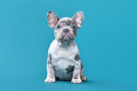 Francuski buldog Francuski buldog