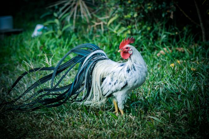 Živina onagadori Živina onagadori