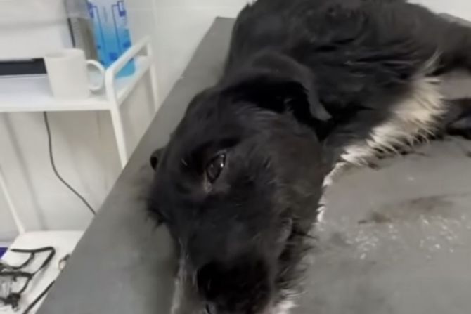 Otrovani psi iz NIša Otrovani psi iz NIša