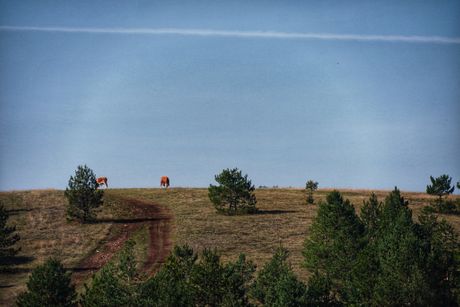 Zlatibor, priroda, planina Zlatibor, priroda, planina