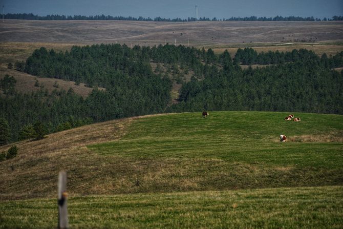 Zlatibor, priroda, planina Zlatibor, priroda, planina