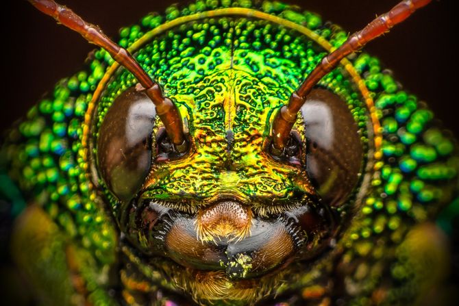 Insekti Insekti