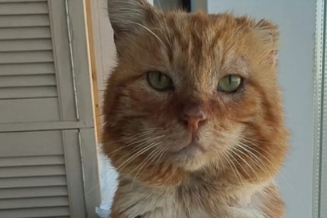 macka hačiko rusija macka hačiko rusija