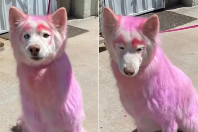 Luna roze pas