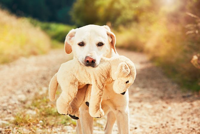 Labrador sa igračkom