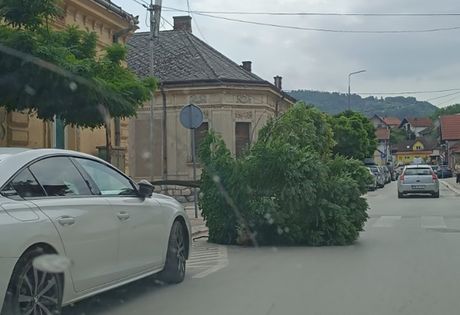 Bajina Bašta, jak vetar oborio stablo Bajina Bašta, jak vetar oborio stablo